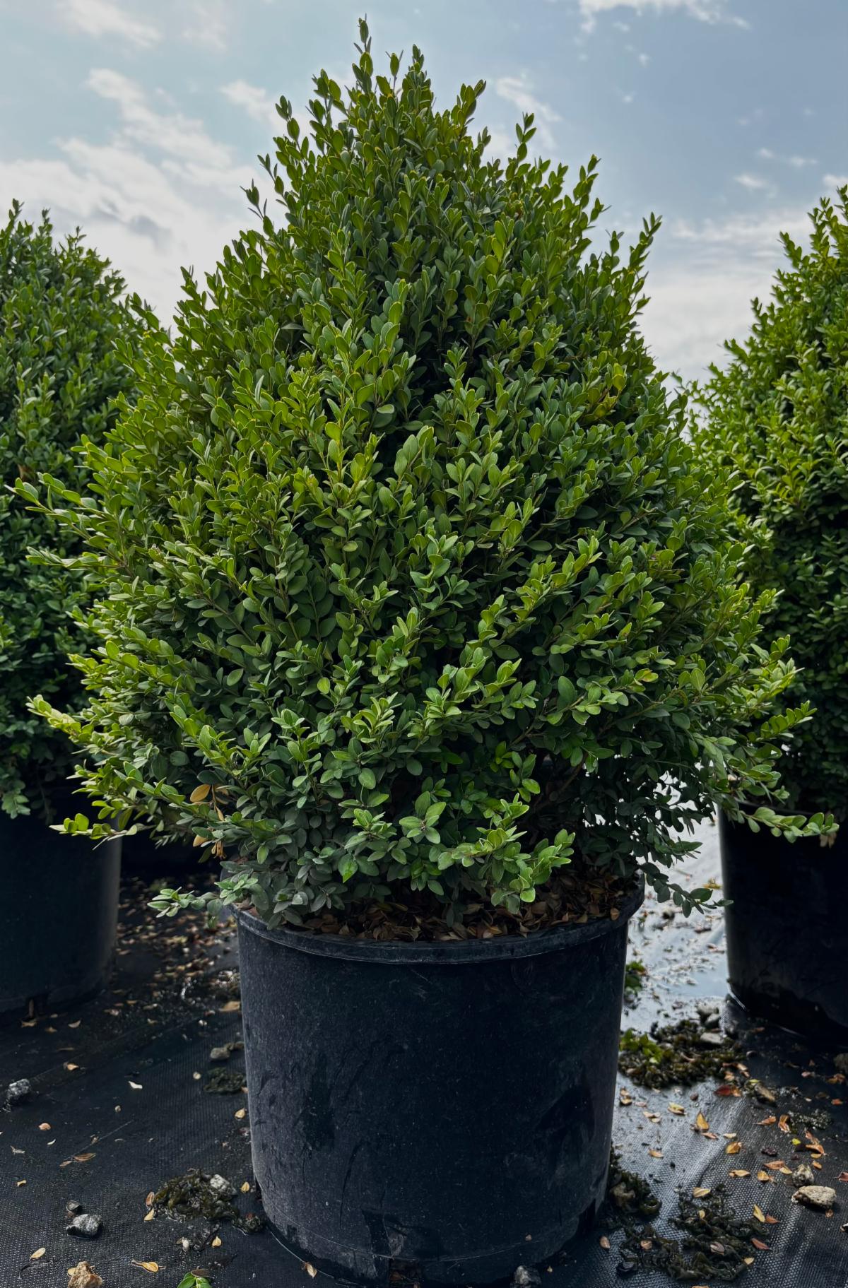 FullSizeRender 30 at Cline's Nursery