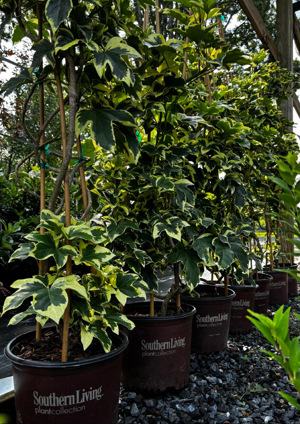 FullSizeRender 32 1 at Cline's Nursery