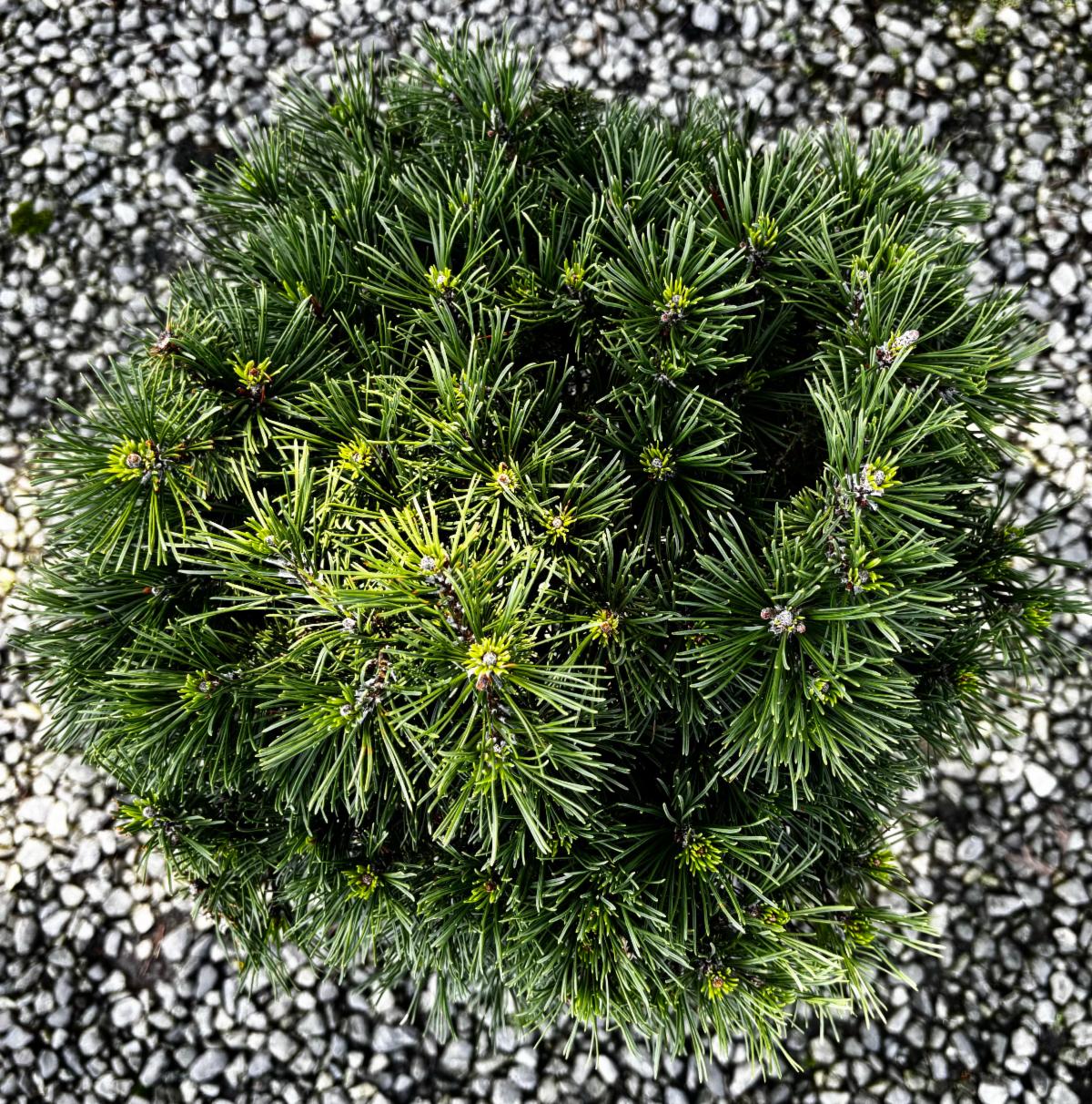 FullSizeRender 35 at Cline's Nursery