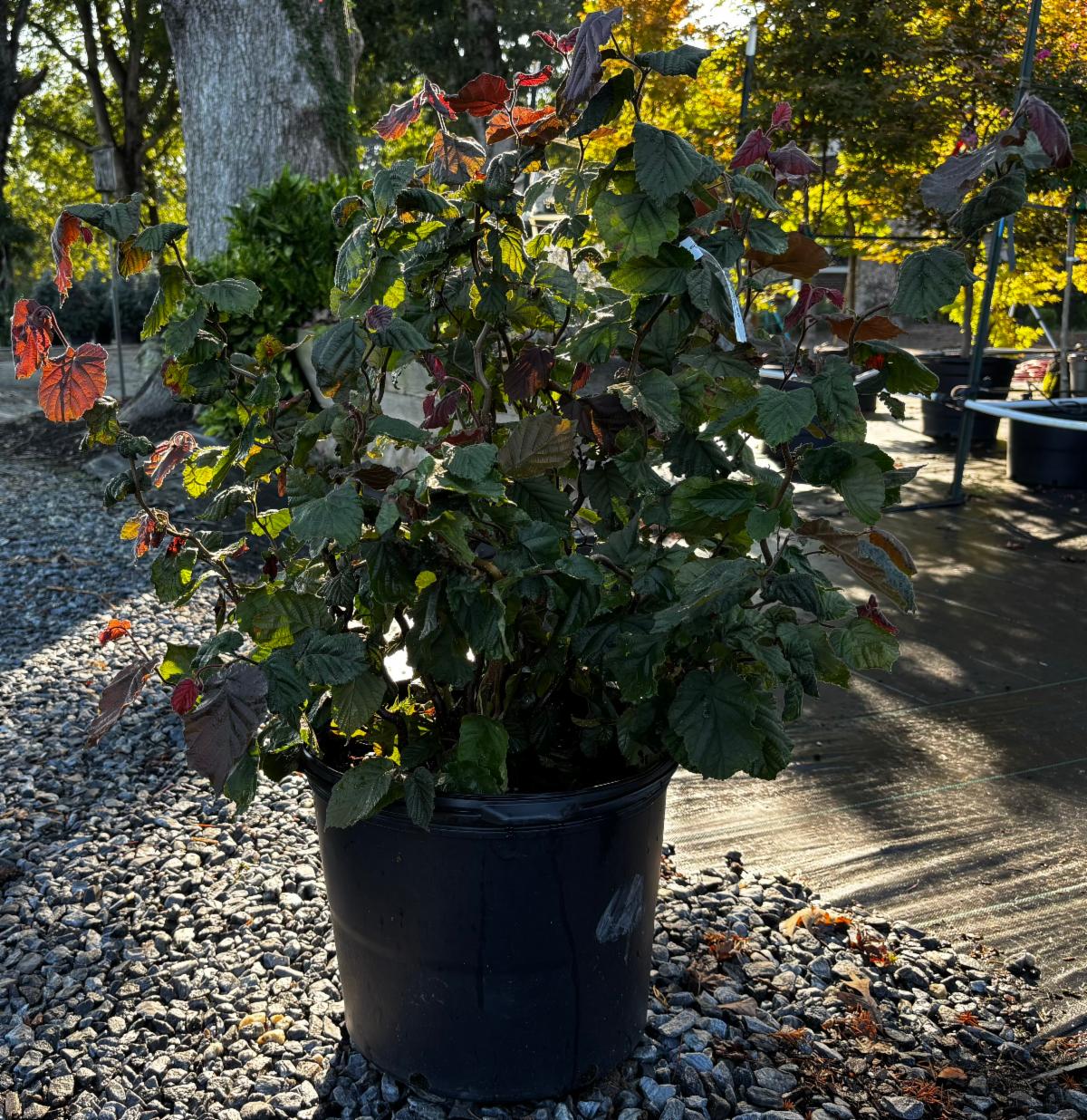 FullSizeRender 40 at Cline's Nursery