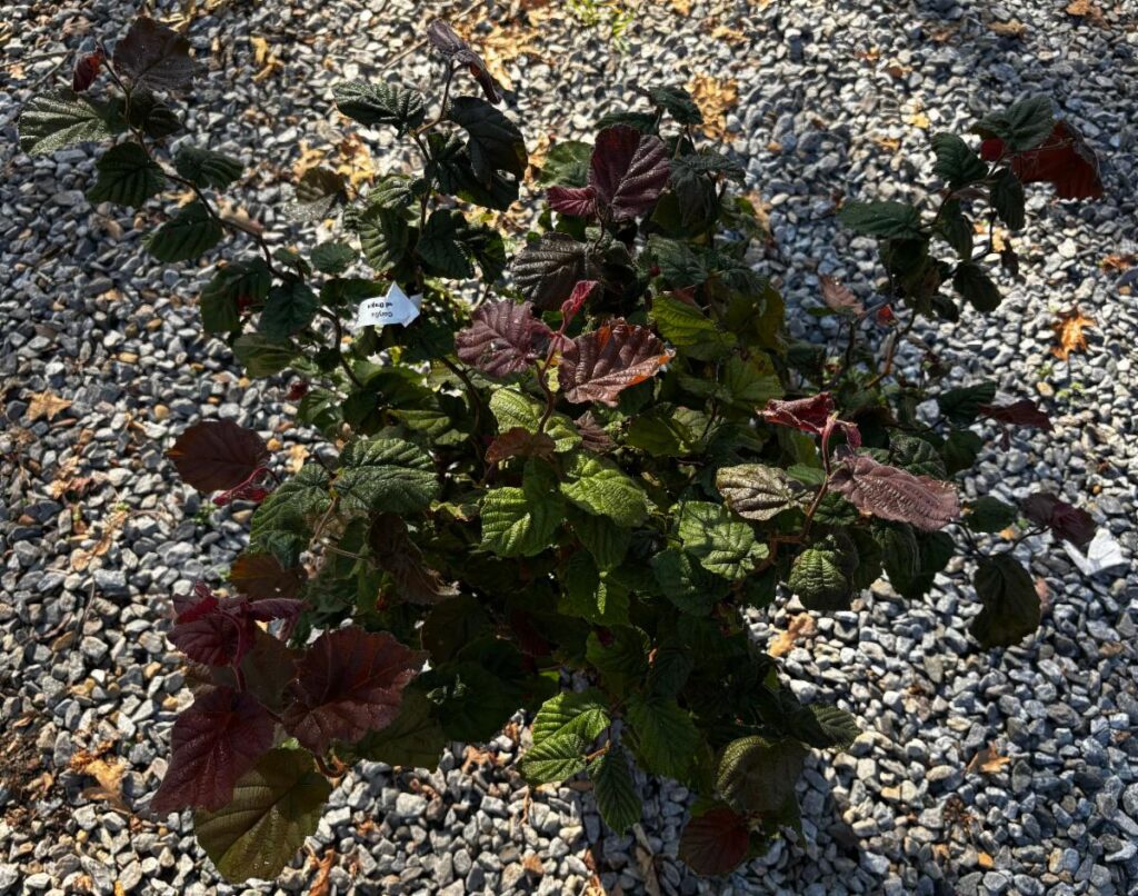 Top Picks 2026