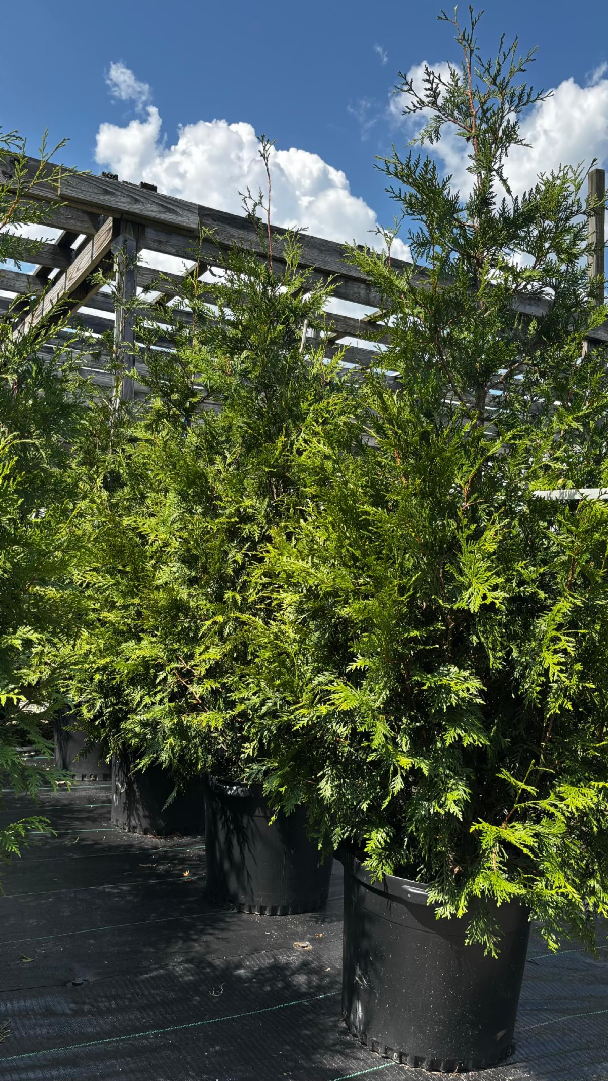 FullSizeRender 44 1 at Cline's Nursery